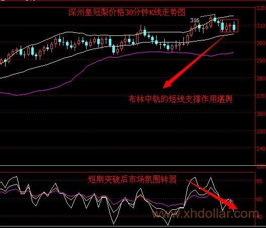 深州皇冠梨3