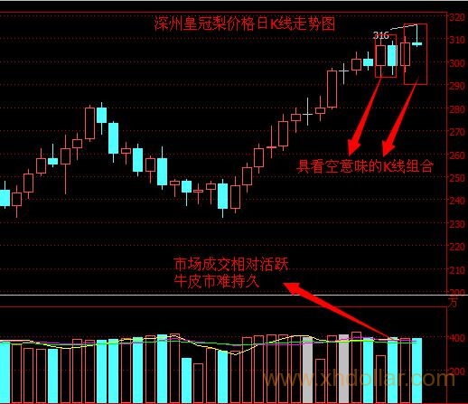 深州皇冠梨1