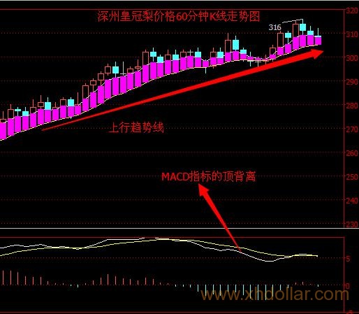 深州皇冠梨2